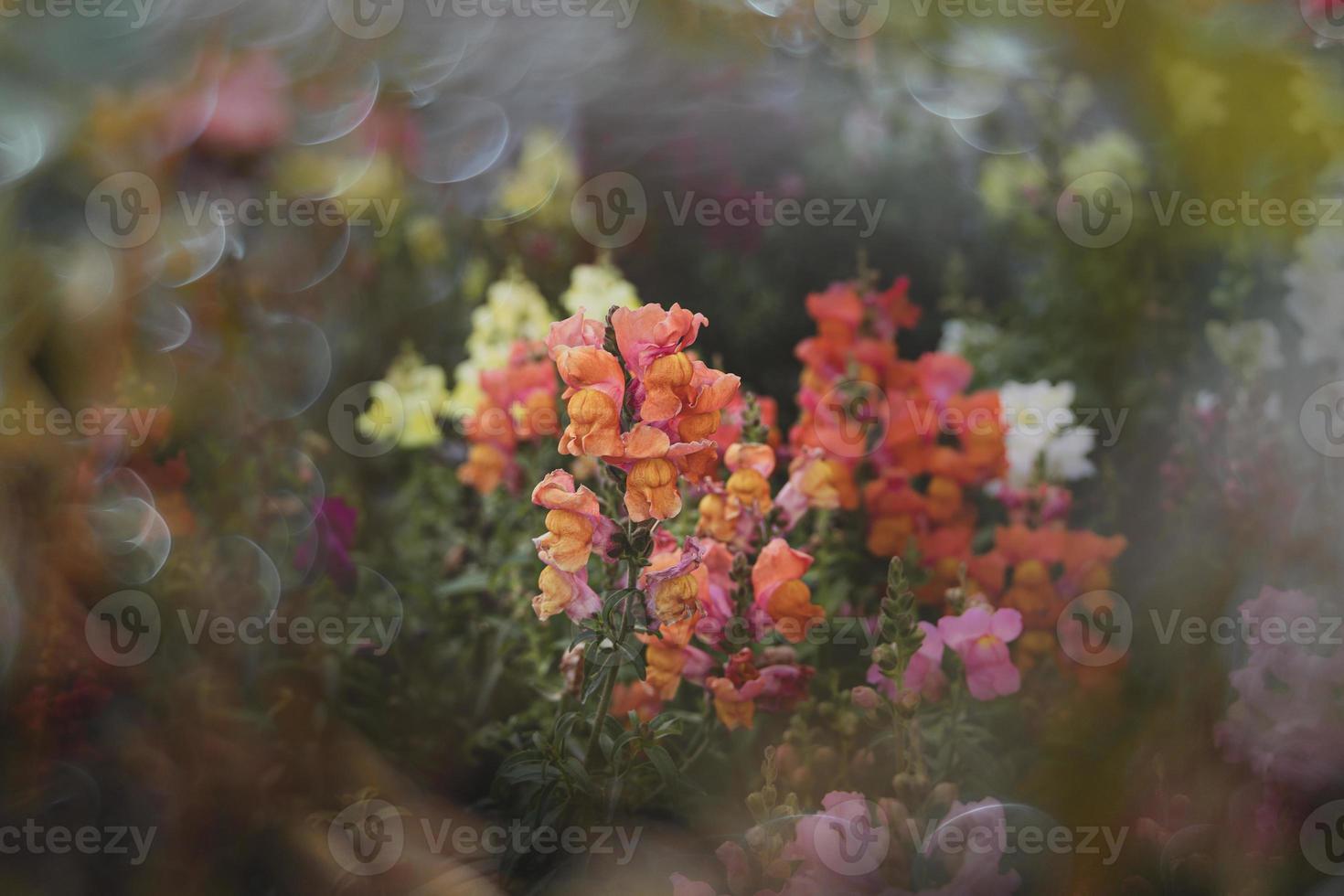 summer colorful flowers of lion's garden in sunshine with bokeh photo