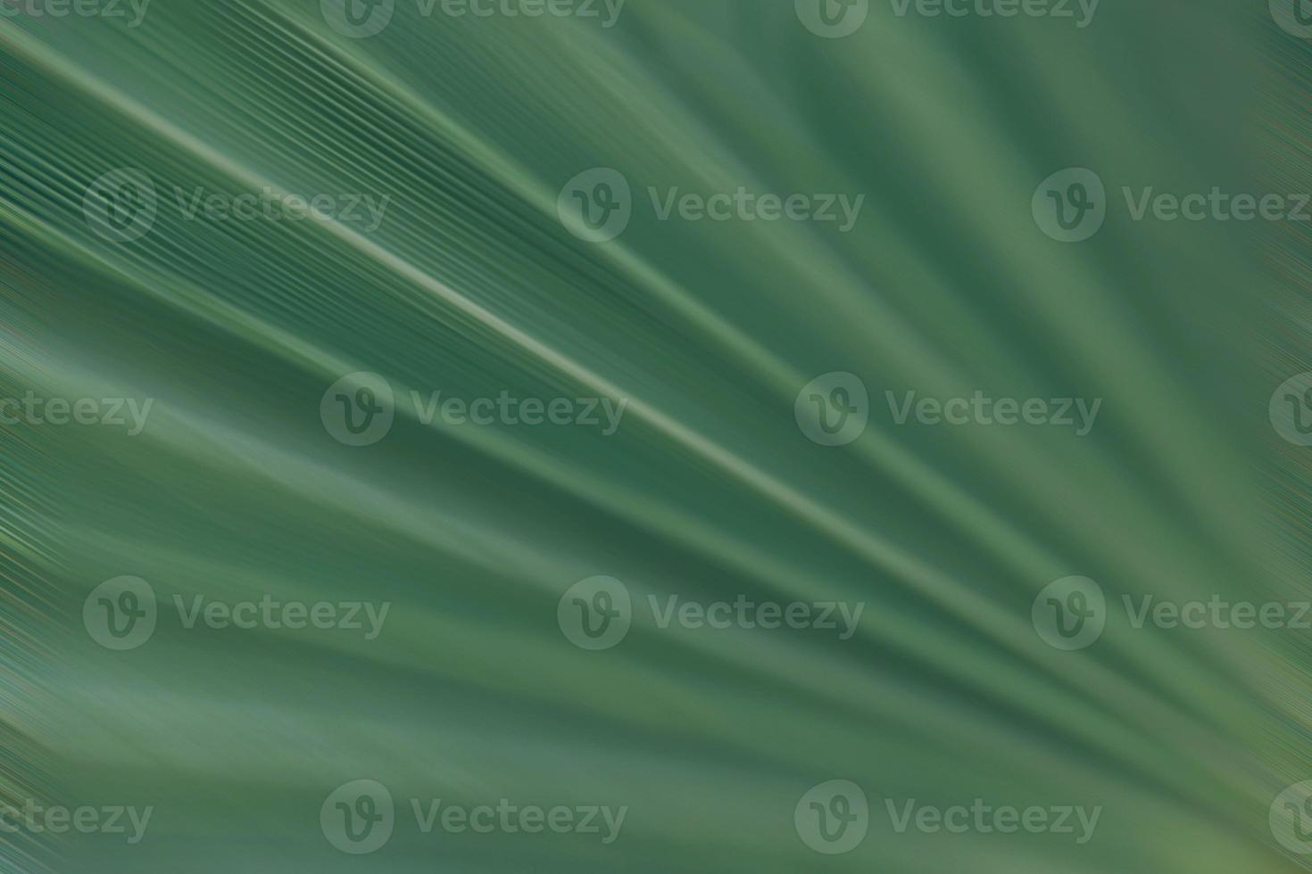 green natural abstract background palm leaf closeup photo