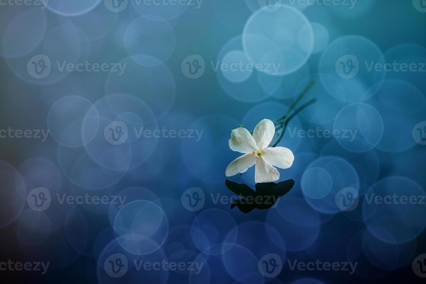 close-up beautiful small delicate single jasmine flower for background photo