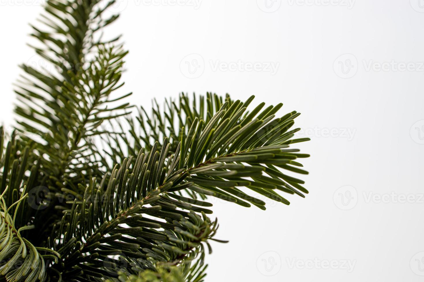 green natural pine branches of a christmas tree on a white background close-up photo