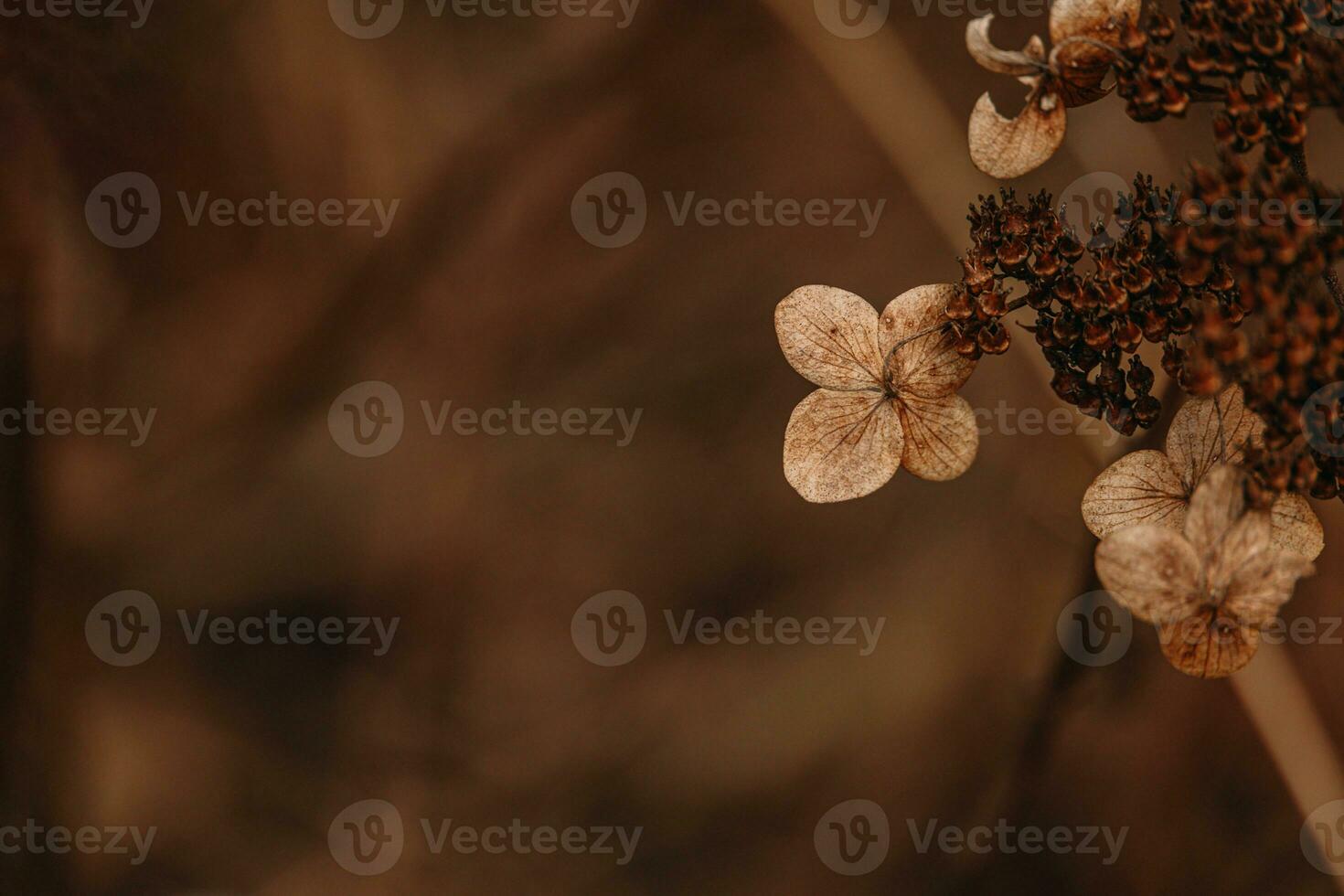 brown withered ornamental flowers in the garden on a cool autumn day photo