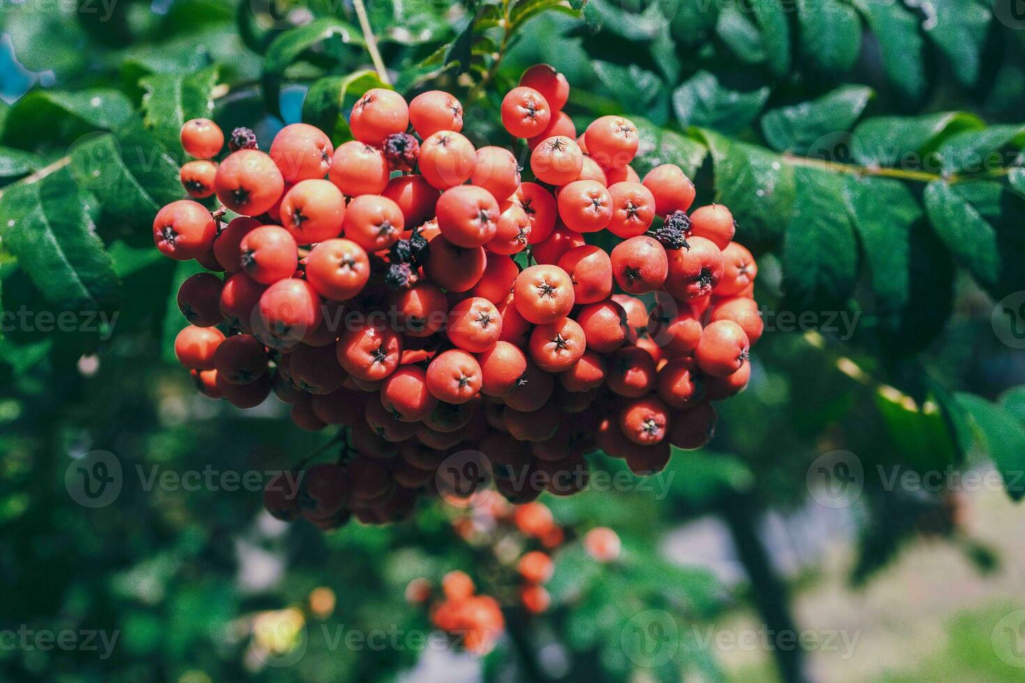 red rowan among green leaves on a tree in warm sunshine photo