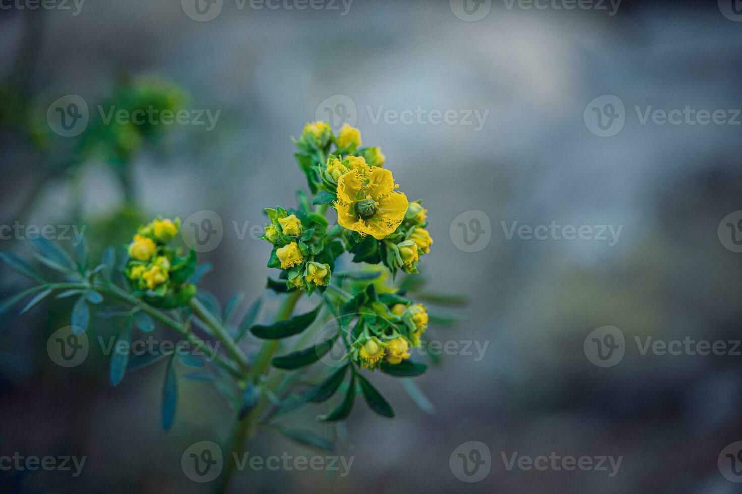 little yellow spring flower on a background of a green garden close-up photo