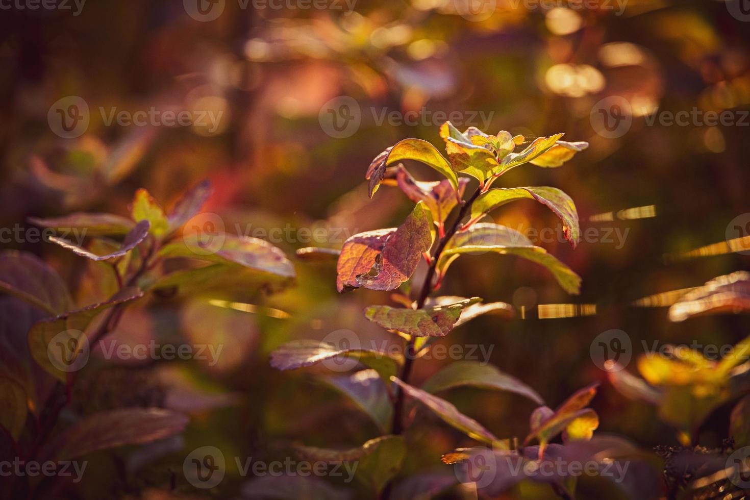 arbusto con amarillo hojas en de cerca en un calentar otoño día en el jardín foto