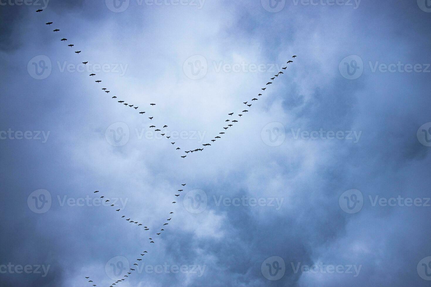 flying black birds in the sky against a background of clouds photo