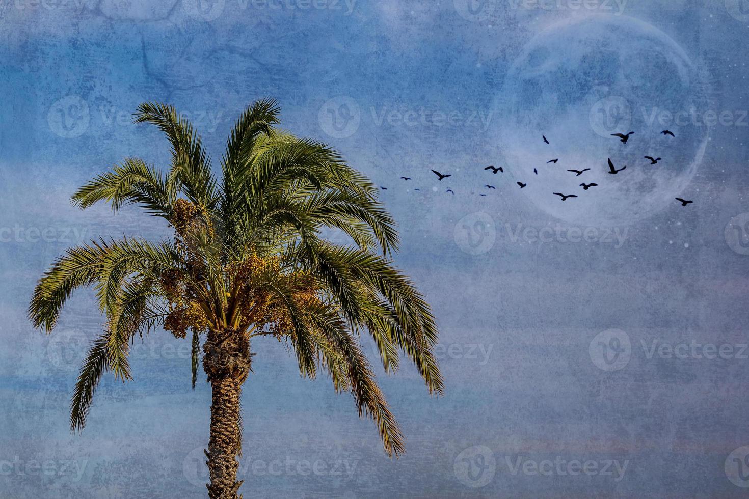 big green palm tree against the sky photo