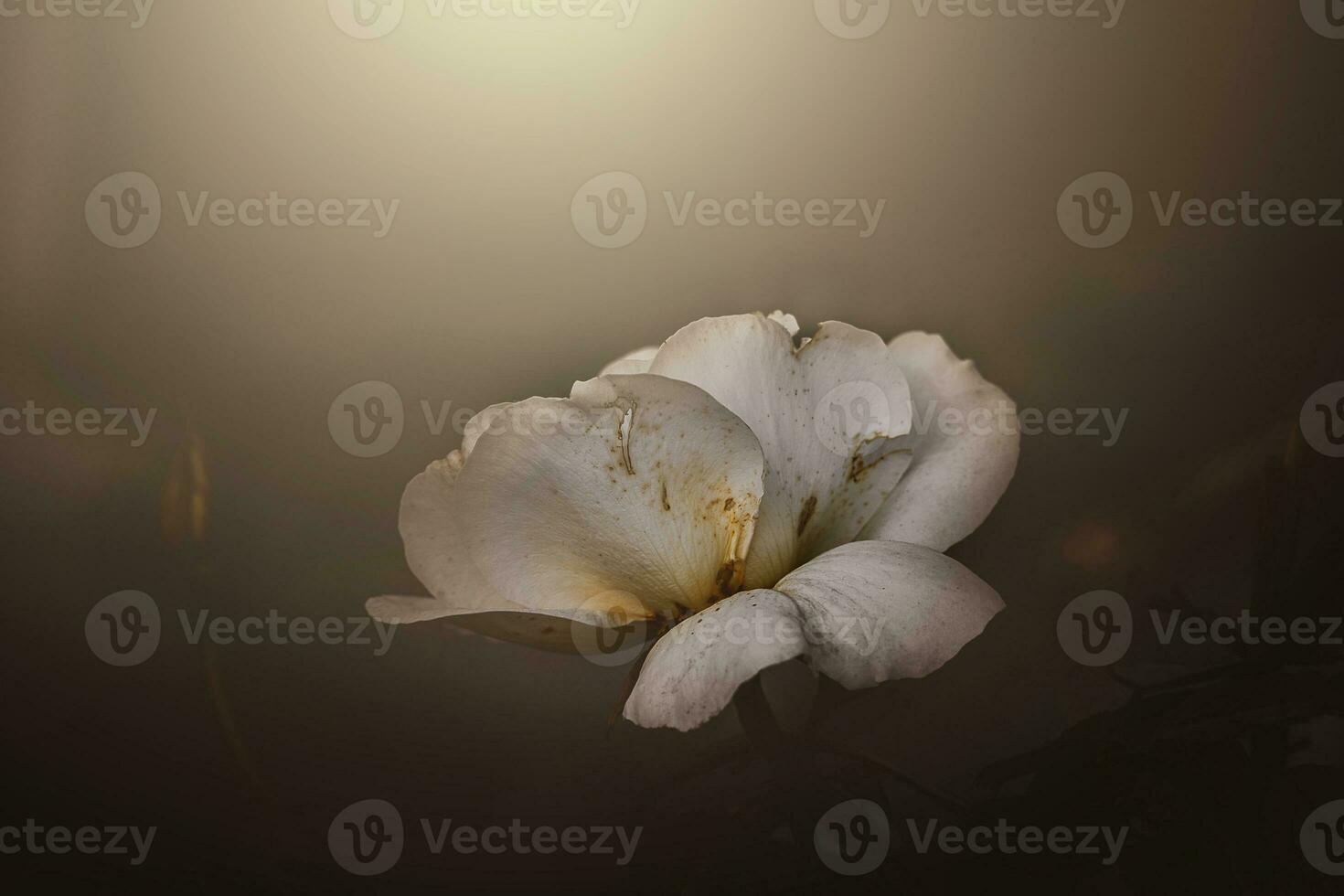 delicate spring flower rose close-up in a sunny garden photo