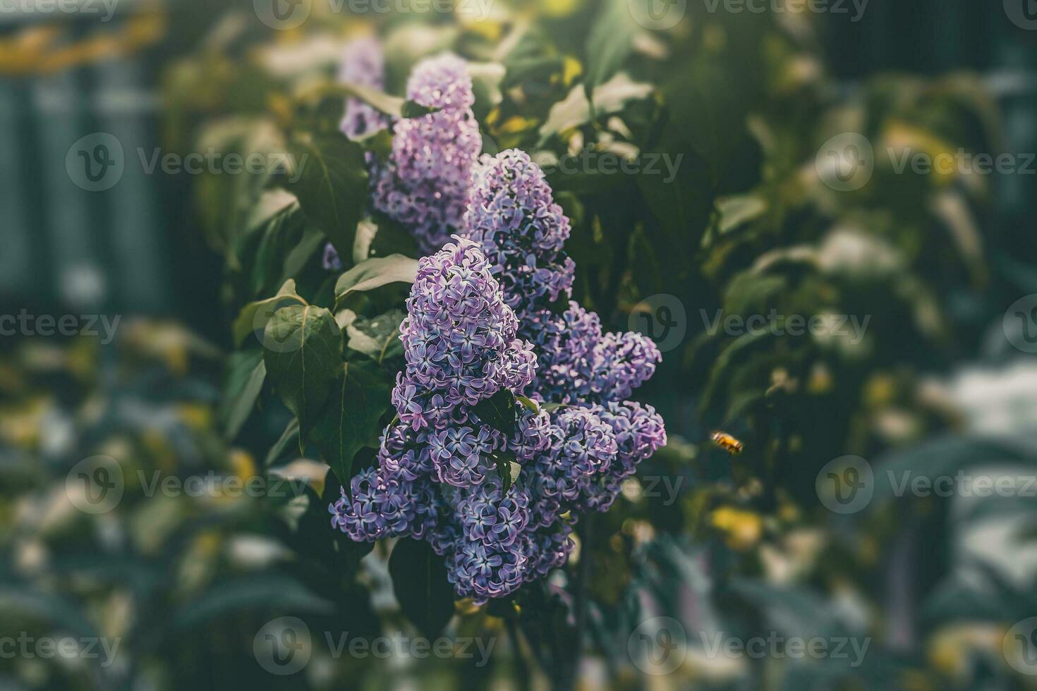 purple lilac flower on a background of green leaves on a warm spring day photo