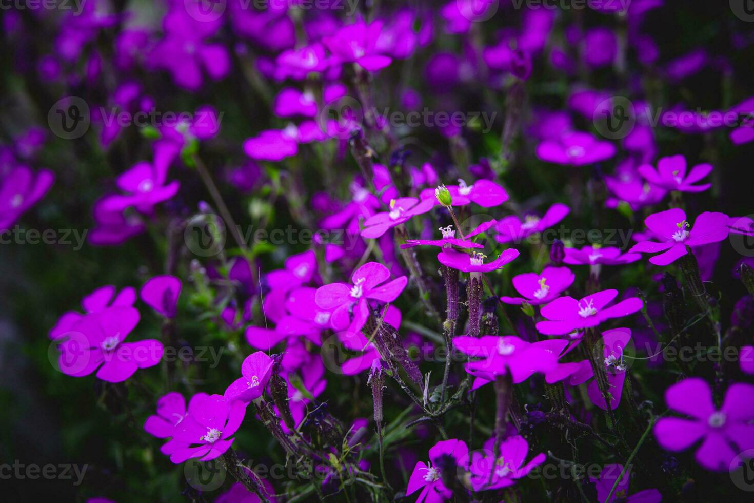 spring delicate purple flower among green leaves close-up forming the background photo