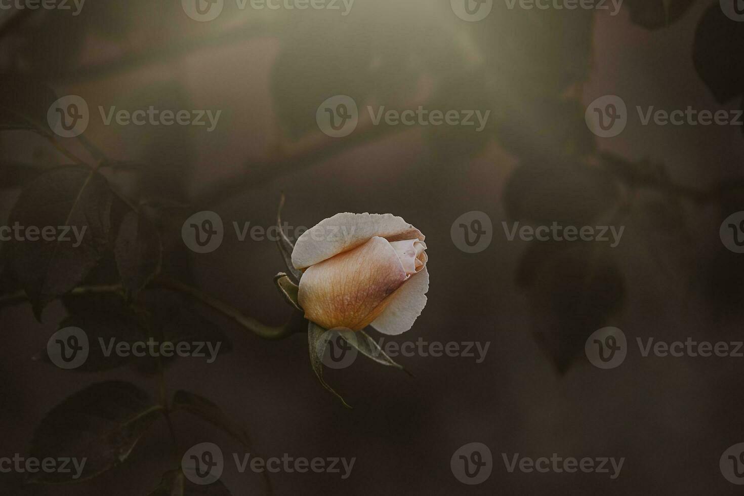 delicate spring flower rose close-up in a sunny garden photo