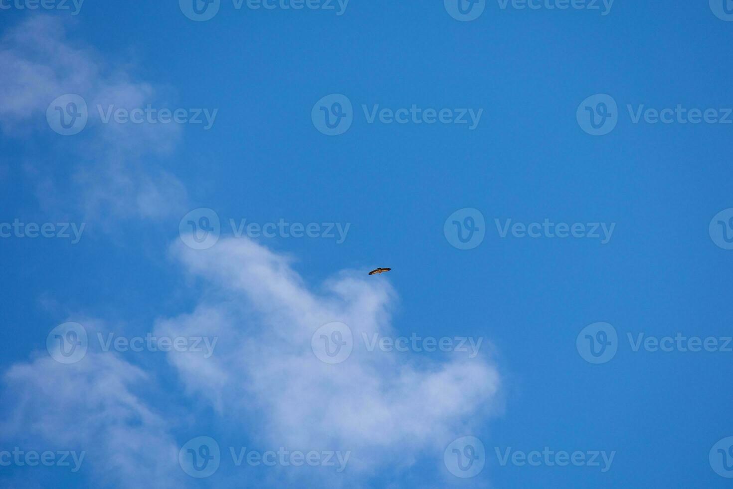 bird of prey hunting against the background of blue sky on a warm summer day photo