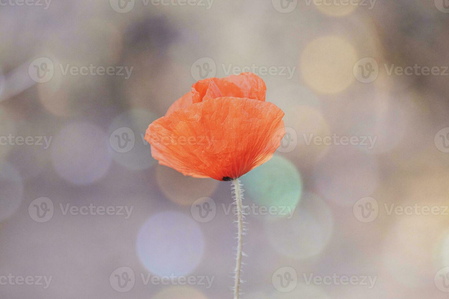 close-up r ed poppy in a spring meadow on a pastel background photo
