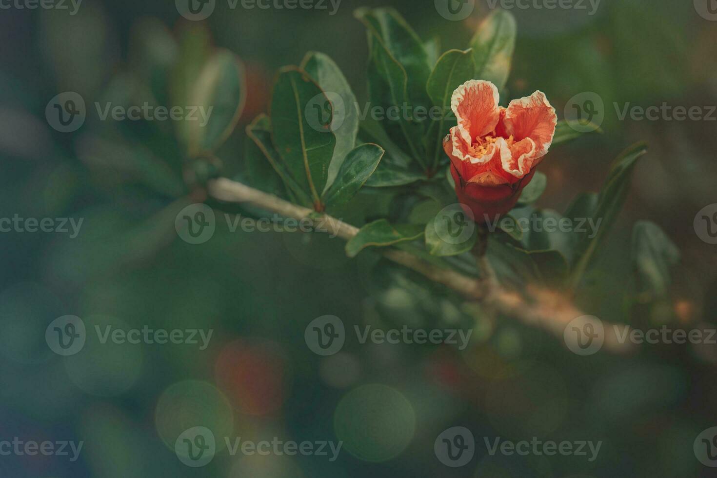 orange flower in a spring tree against a background of green leaves photo