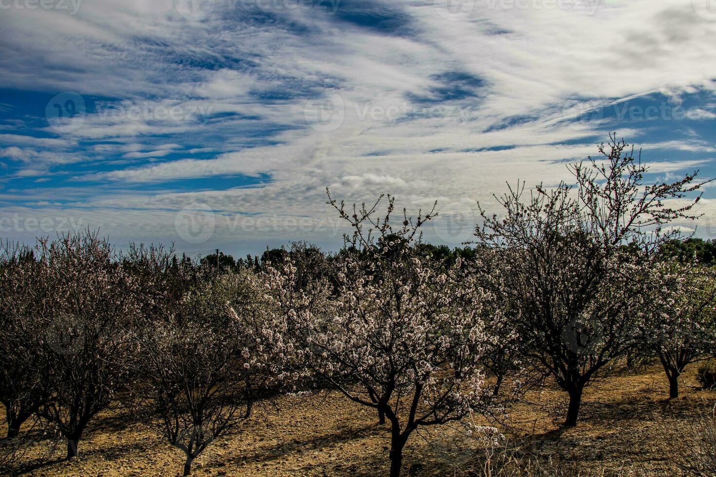 calm spring landscape with blooming orchard on a warm sunny day photo