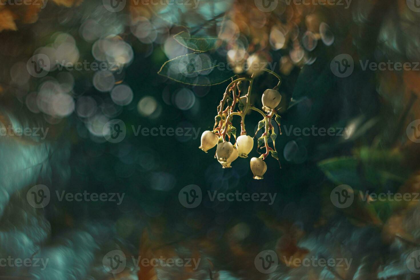 l white small autumn flowers on a tree close-up in a natural environment photo