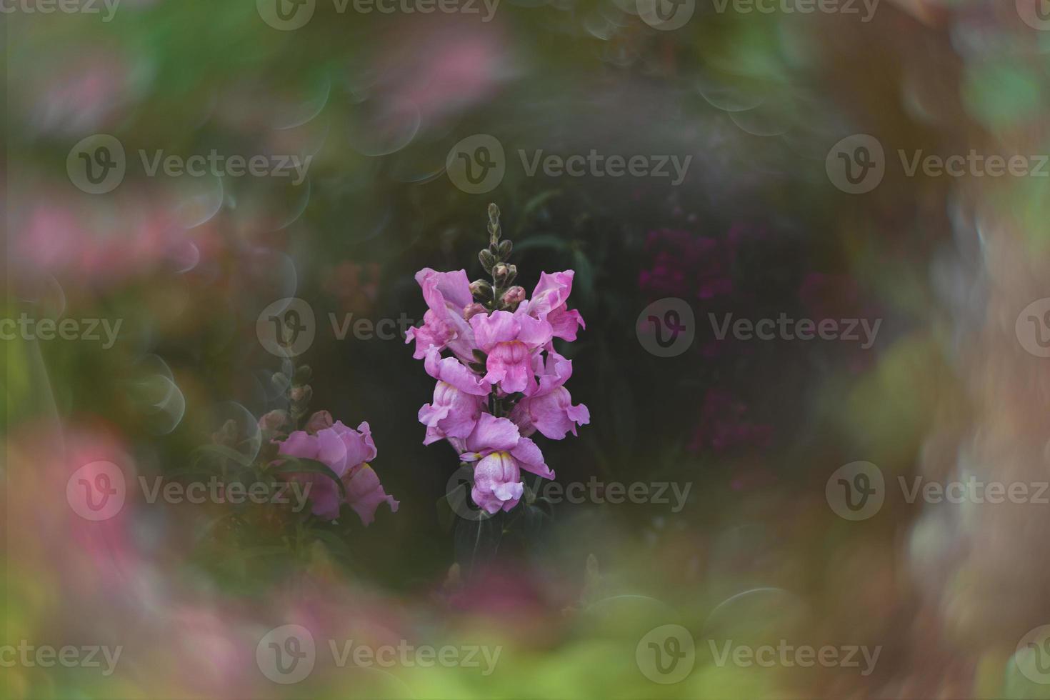 summer colorful flowers of lion's garden in sunshine with bokeh photo