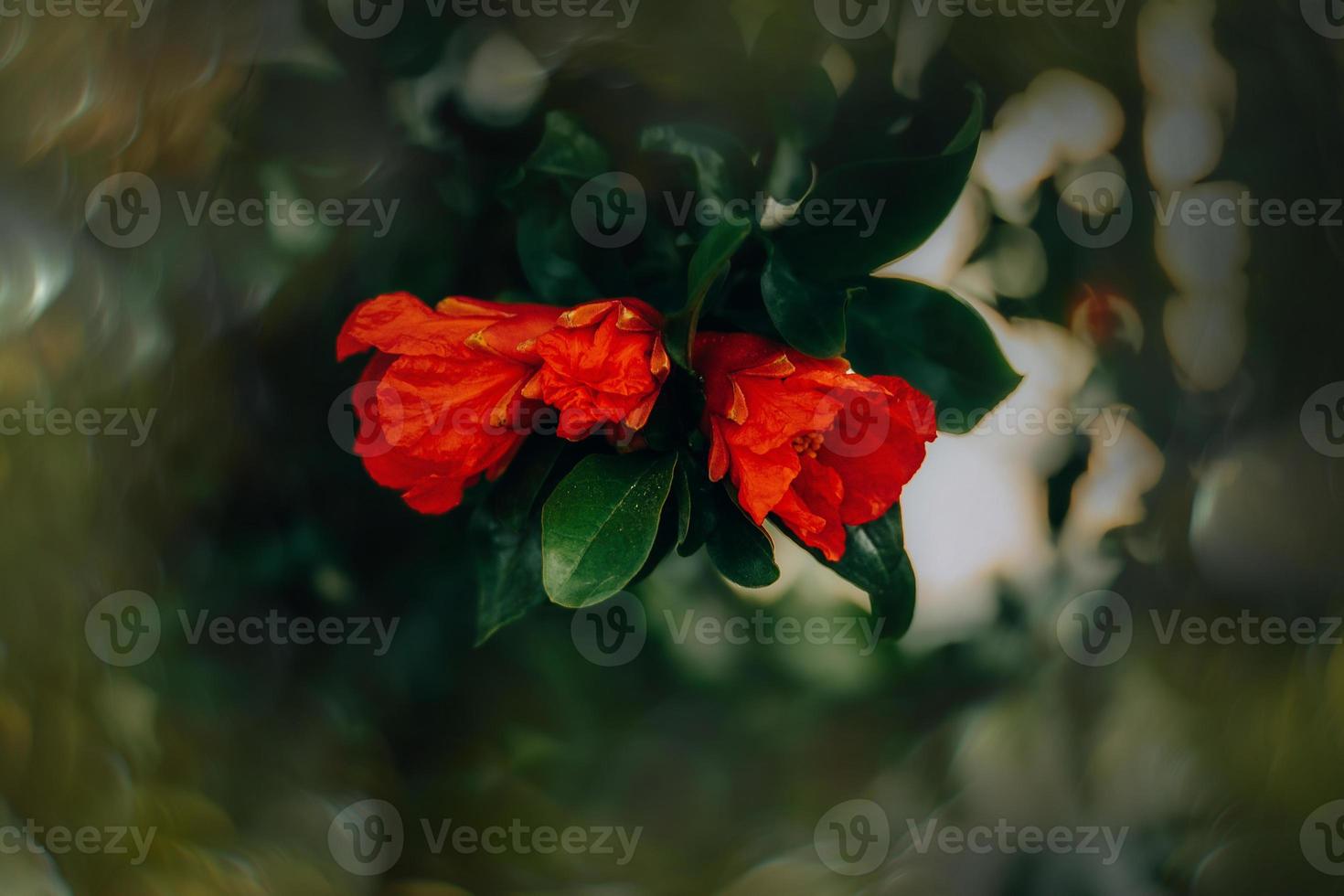 red pomegranate flower on a tree in the garden on a spring day against a green background photo