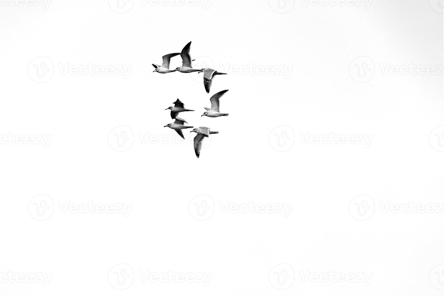 l flying flock of seagulls birds against the sky photo