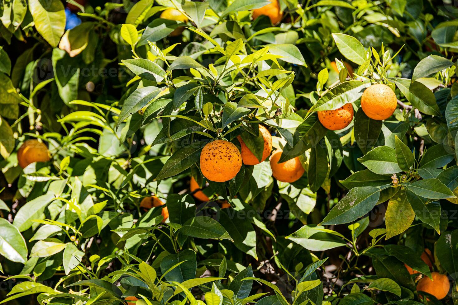 manaryn tree with orange fruits against the background of herb leaves photo