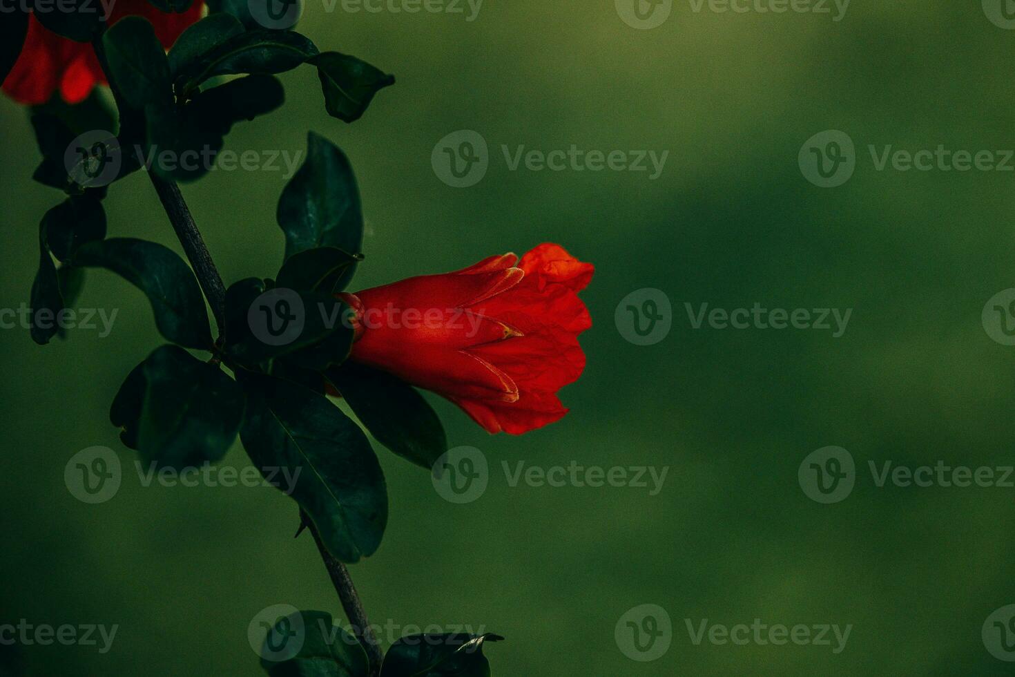 red pomegranate flower on a tree in the garden on a spring day against a green background photo