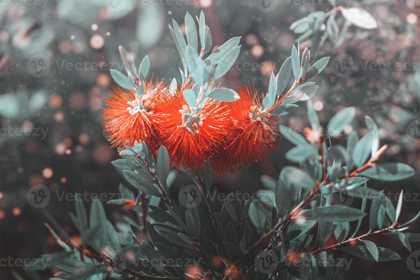 red flower in the garden in the rays of the summer sun close-up photo