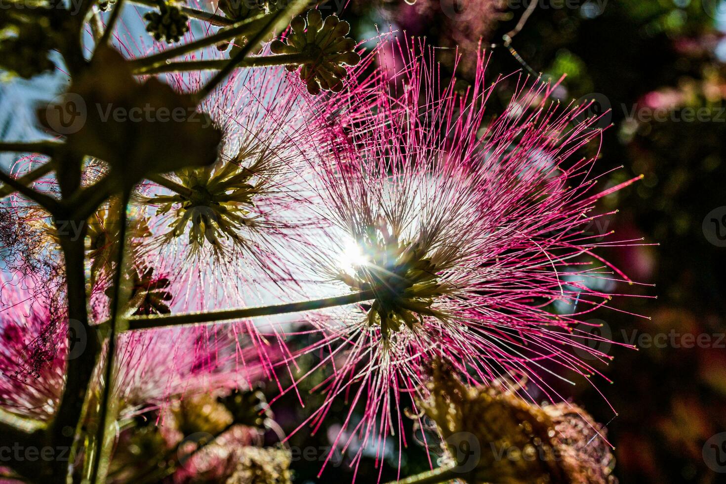 delicate Albizia Julibrissin tree on a warm sunny summer day in close-up photo