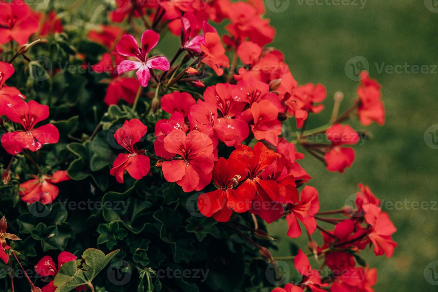 red geranium in close-up in the garden on a green background photo