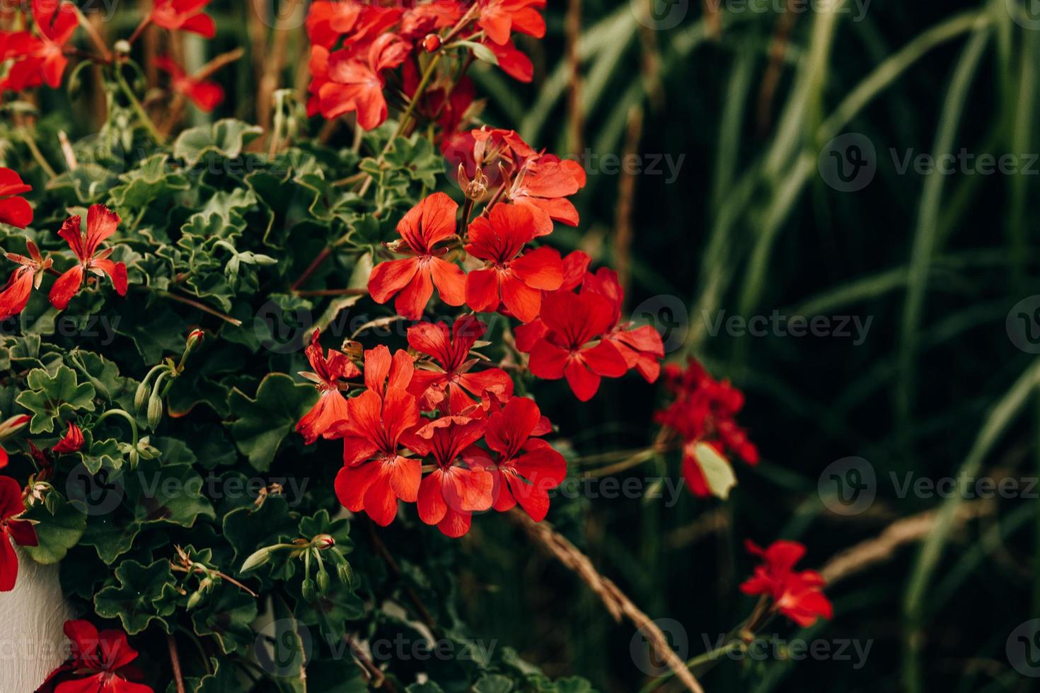 red geranium in close-up in the garden on a green background photo