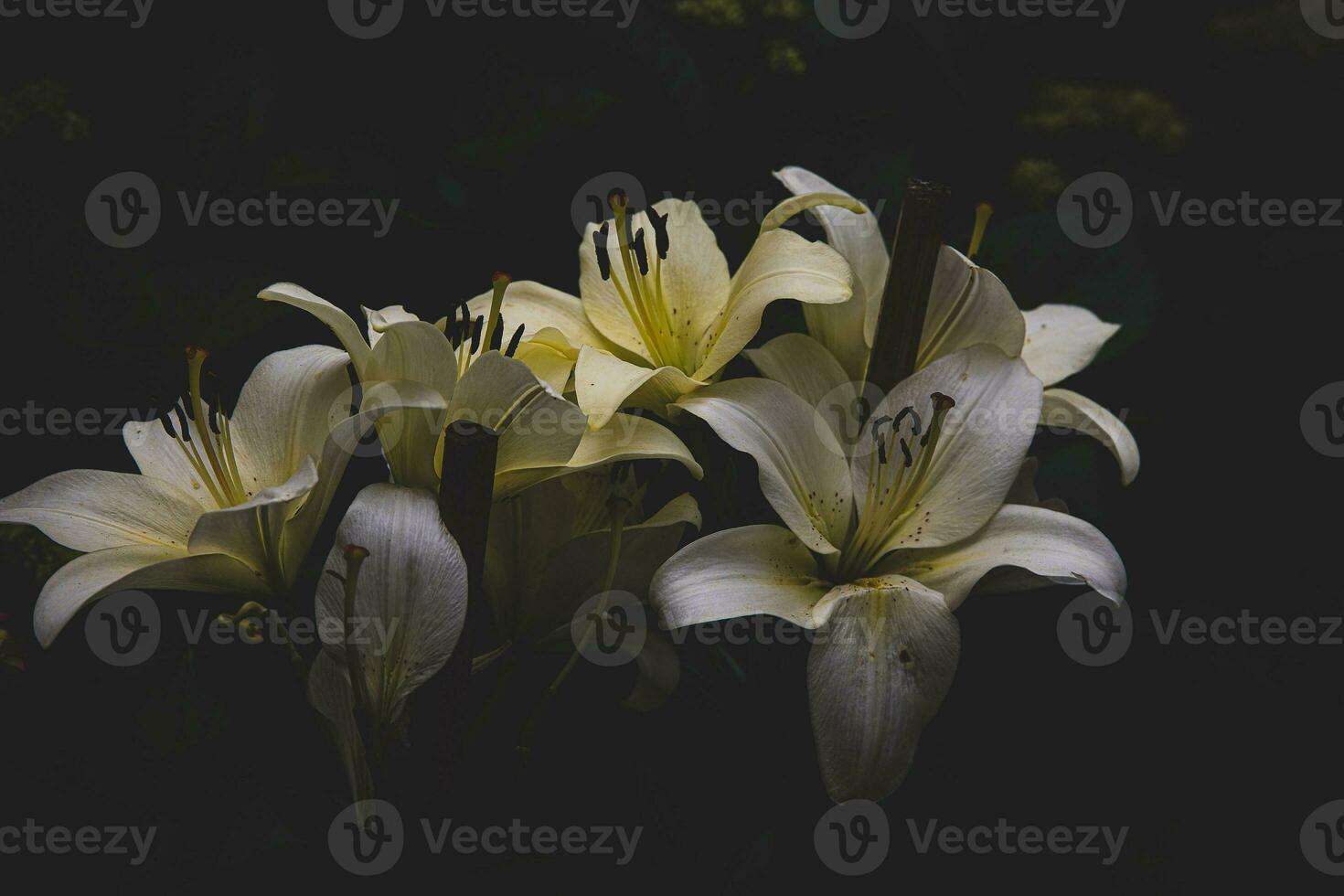 l white delicate lily flower on dark background photo