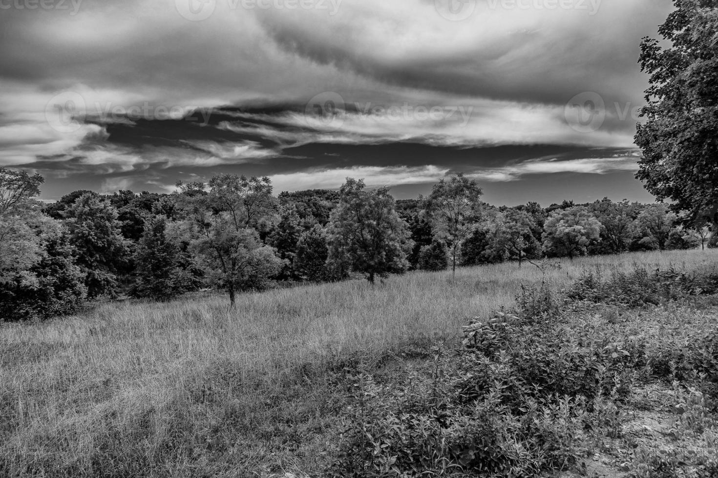 verano paisaje con verde árboles, prado, campos y cielo con blanco nubes foto