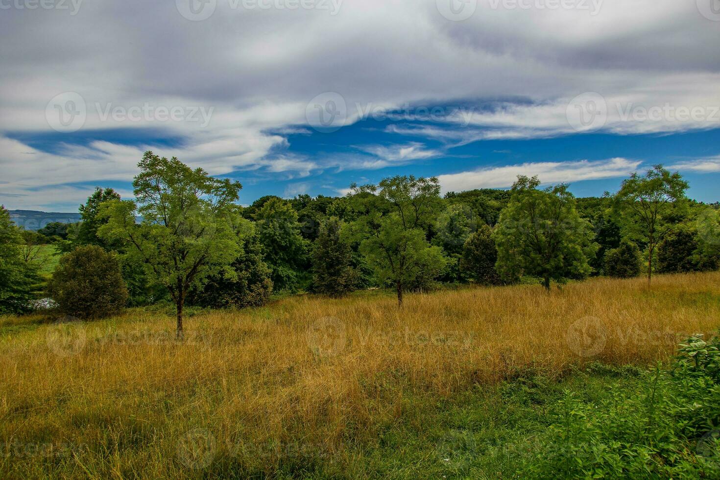 summer landscape with green trees, meadow, fields and sky with white clouds photo