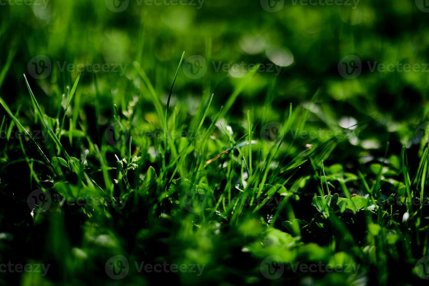 Green lawn grass close-up of the leaves of the grass. Nature conservation without environmental pollution, clean air photo