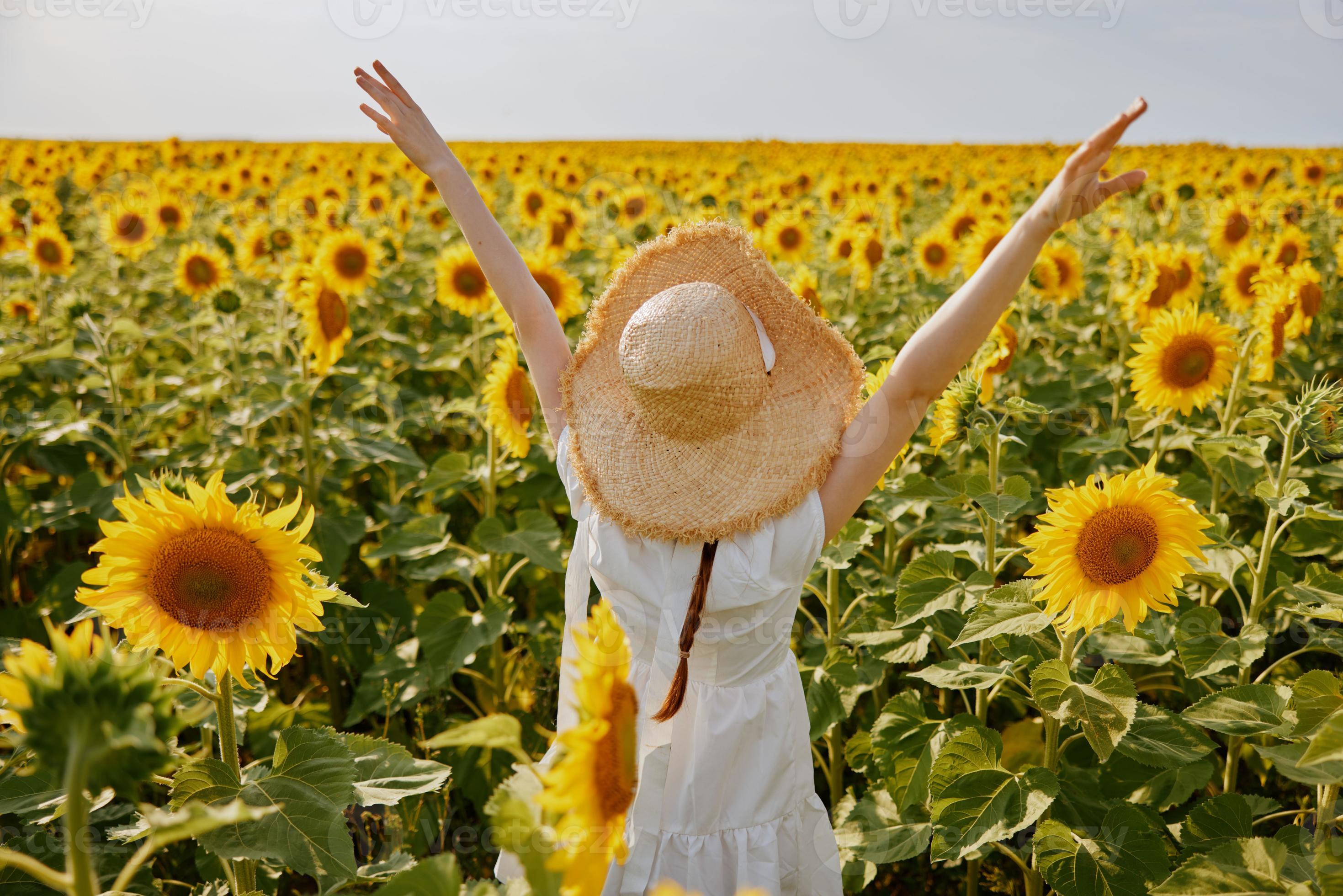 Woman Holding Her Hands Above Her Head Sunflower Field Nature Landscape Freedom 22517967 Stock 