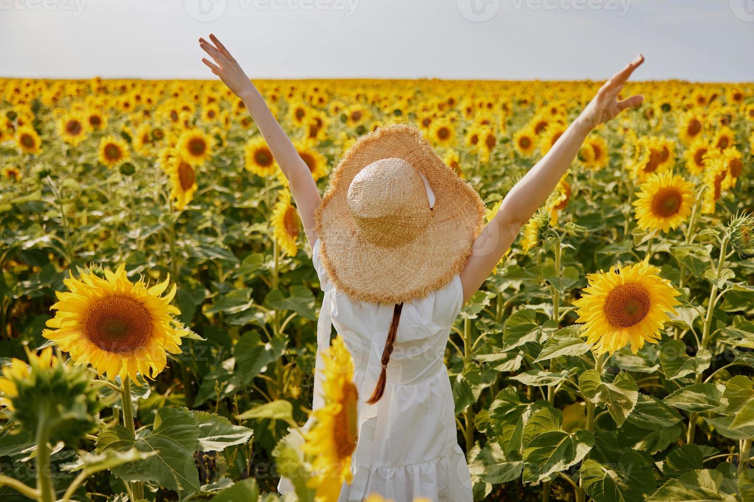 mujer participación su manos encima su cabeza girasol campo naturaleza paisaje libertad foto