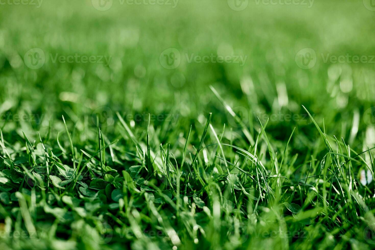 Fresh leaves of young green grass taken close-up on a summer sunny day in the light of a sunset sky, The concept of ecology and care for the environment and the planet photo