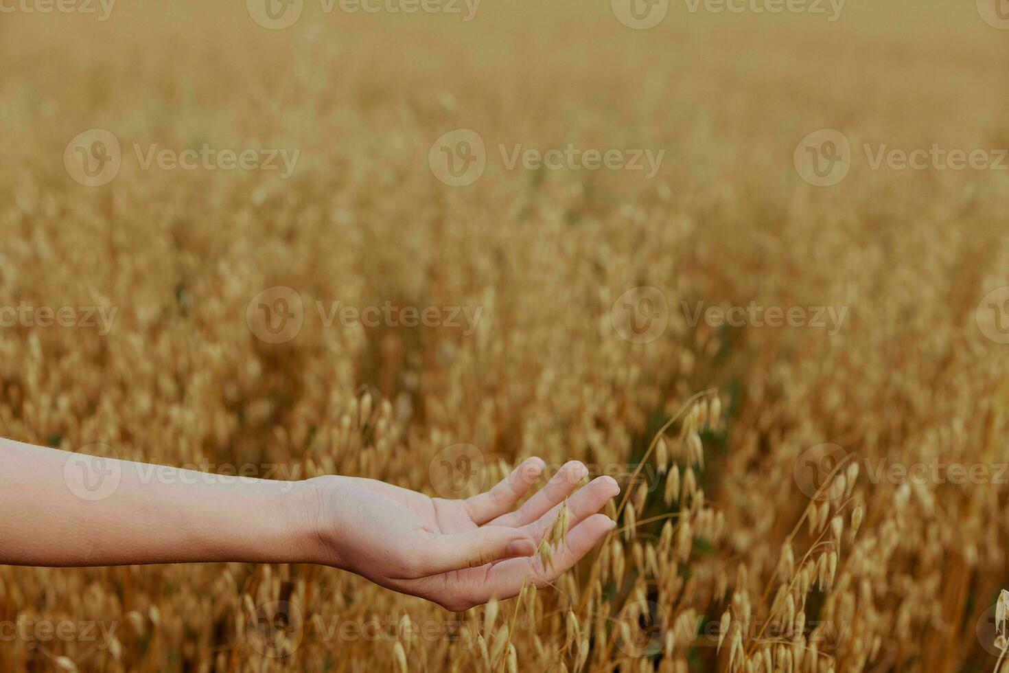 human hand Spikelets of wheat sun nature agriculture Lifestyle unaltered photo