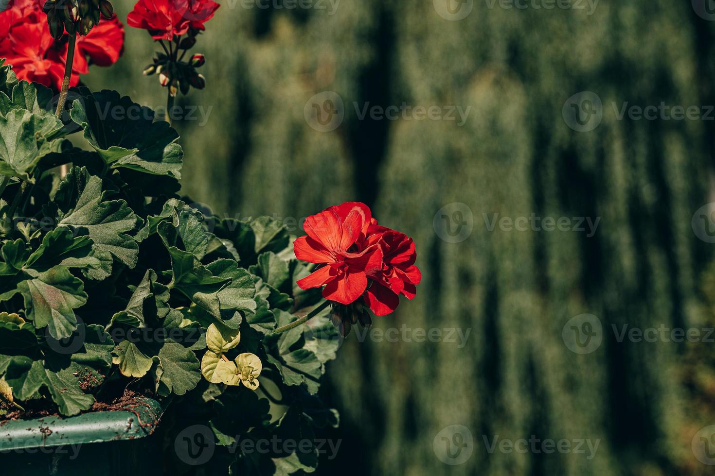 red geraniums outdoors against green city background photo