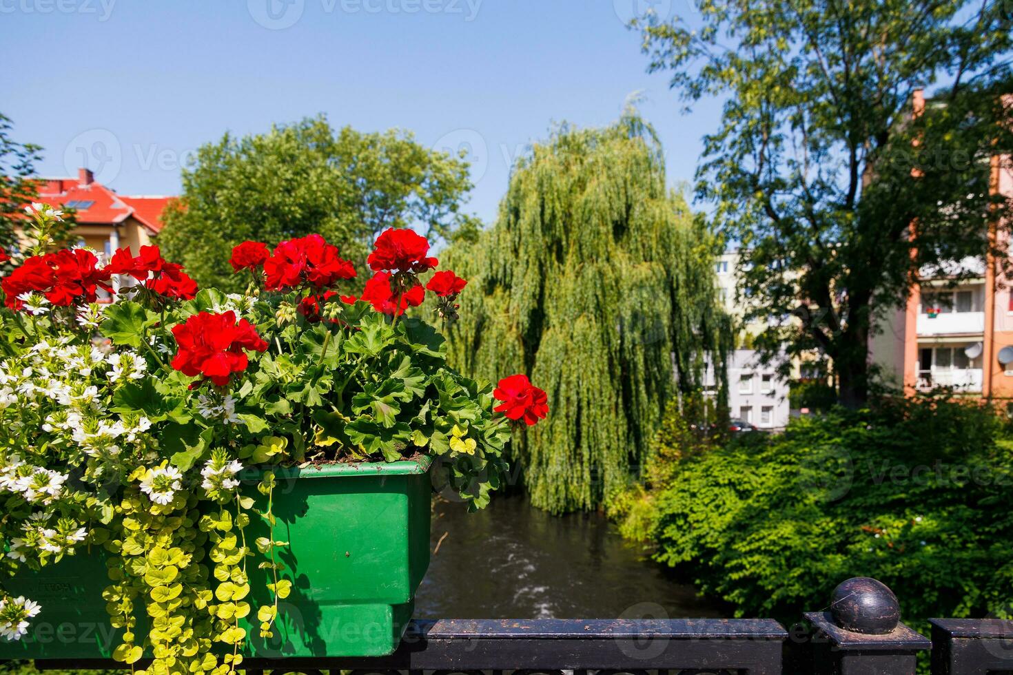 red geraniums outdoors against green city background photo