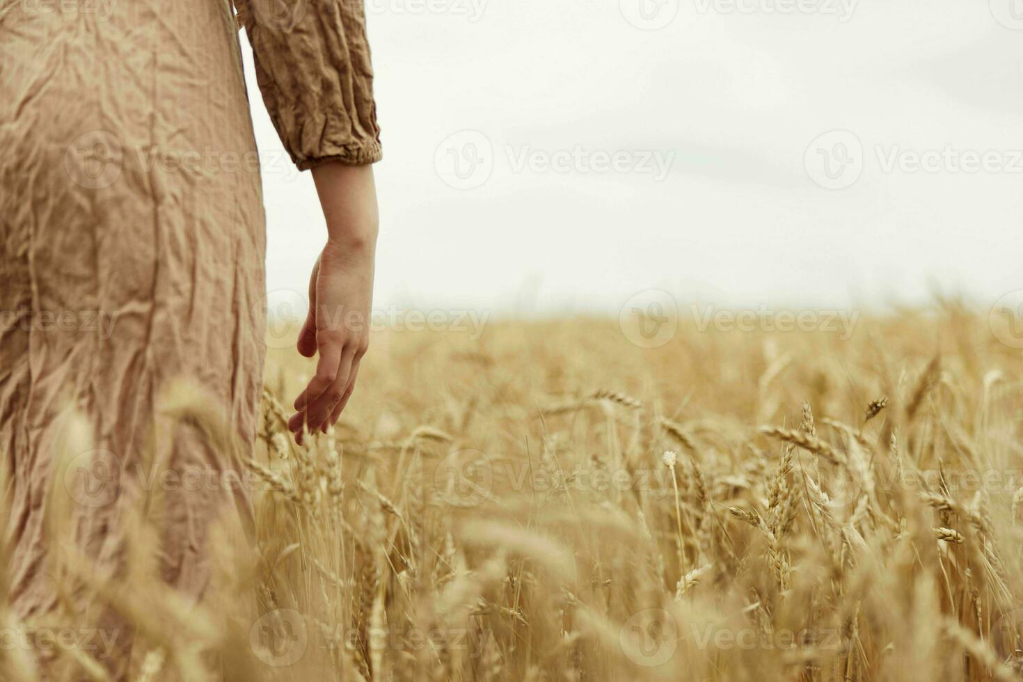 touching golden wheat field Wheat field endless field photo