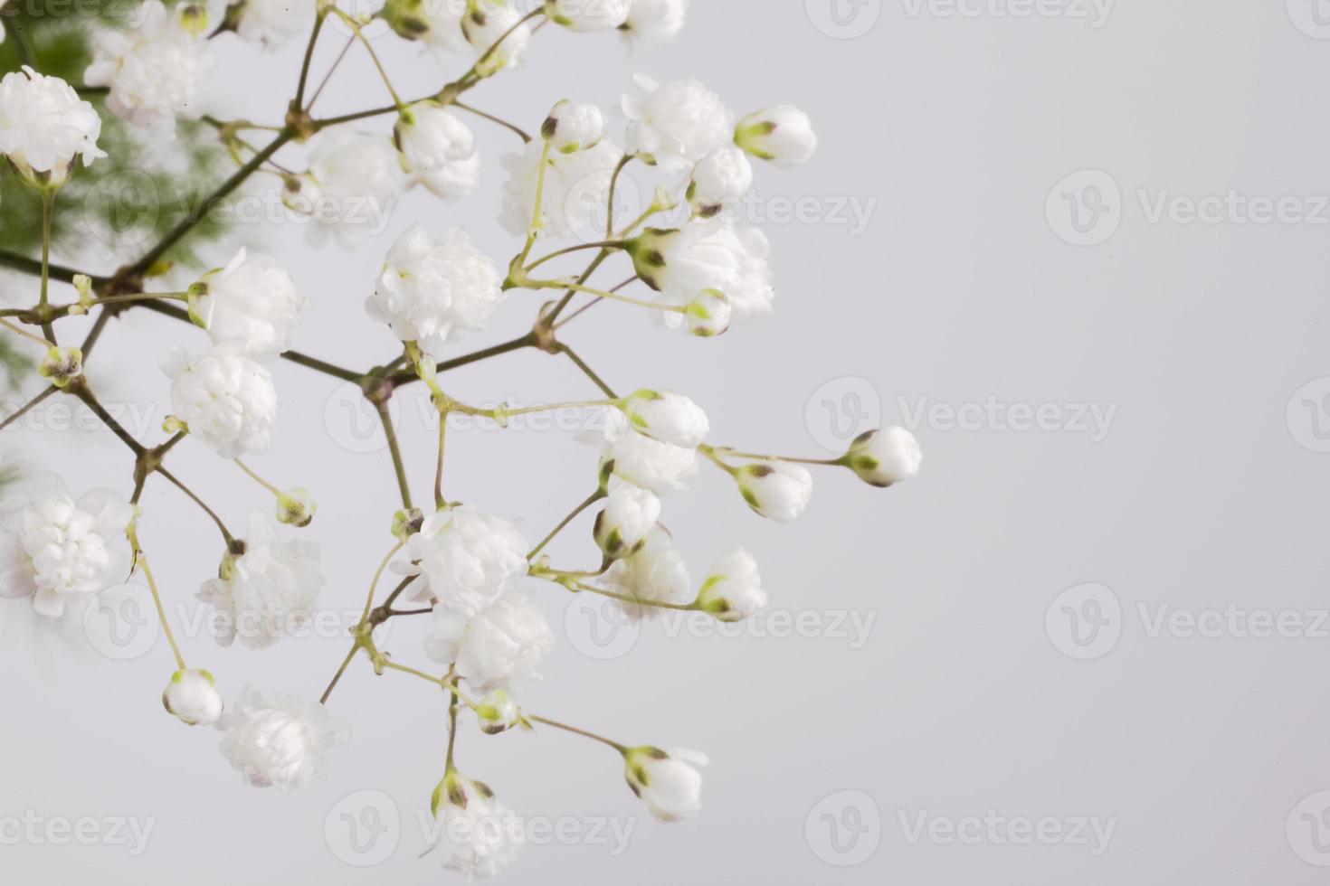 white small flower on a branch on a light background photo