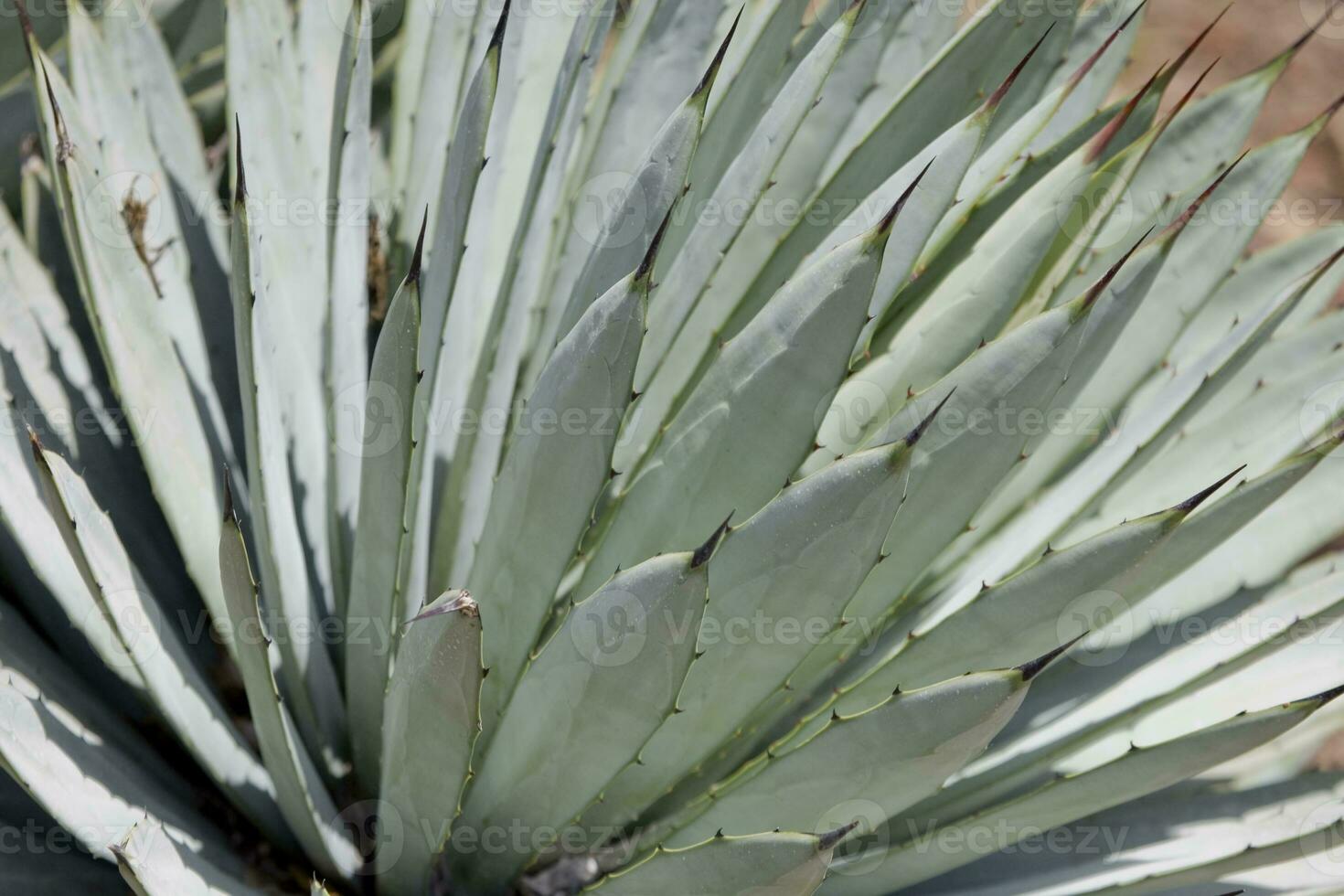 verde exótico cactus planta en de cerca creando un interesante antecedentes foto