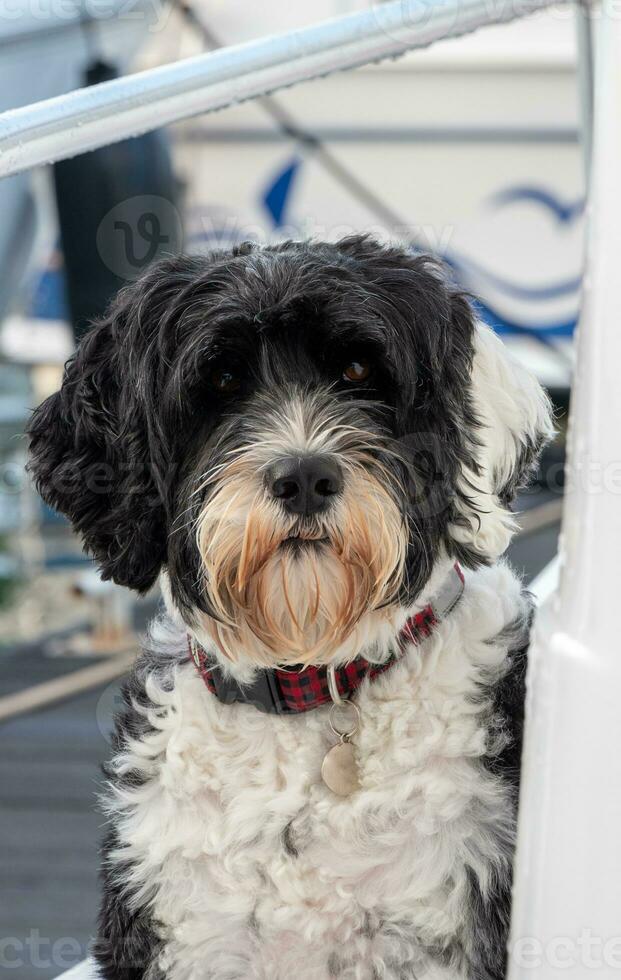 Black and white Portuguese Water Dog with wavy coat photo