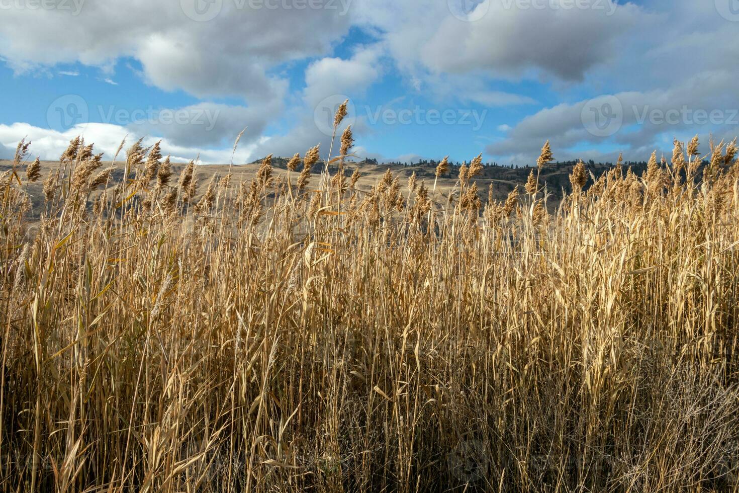 dry grass in a field in a valley photo