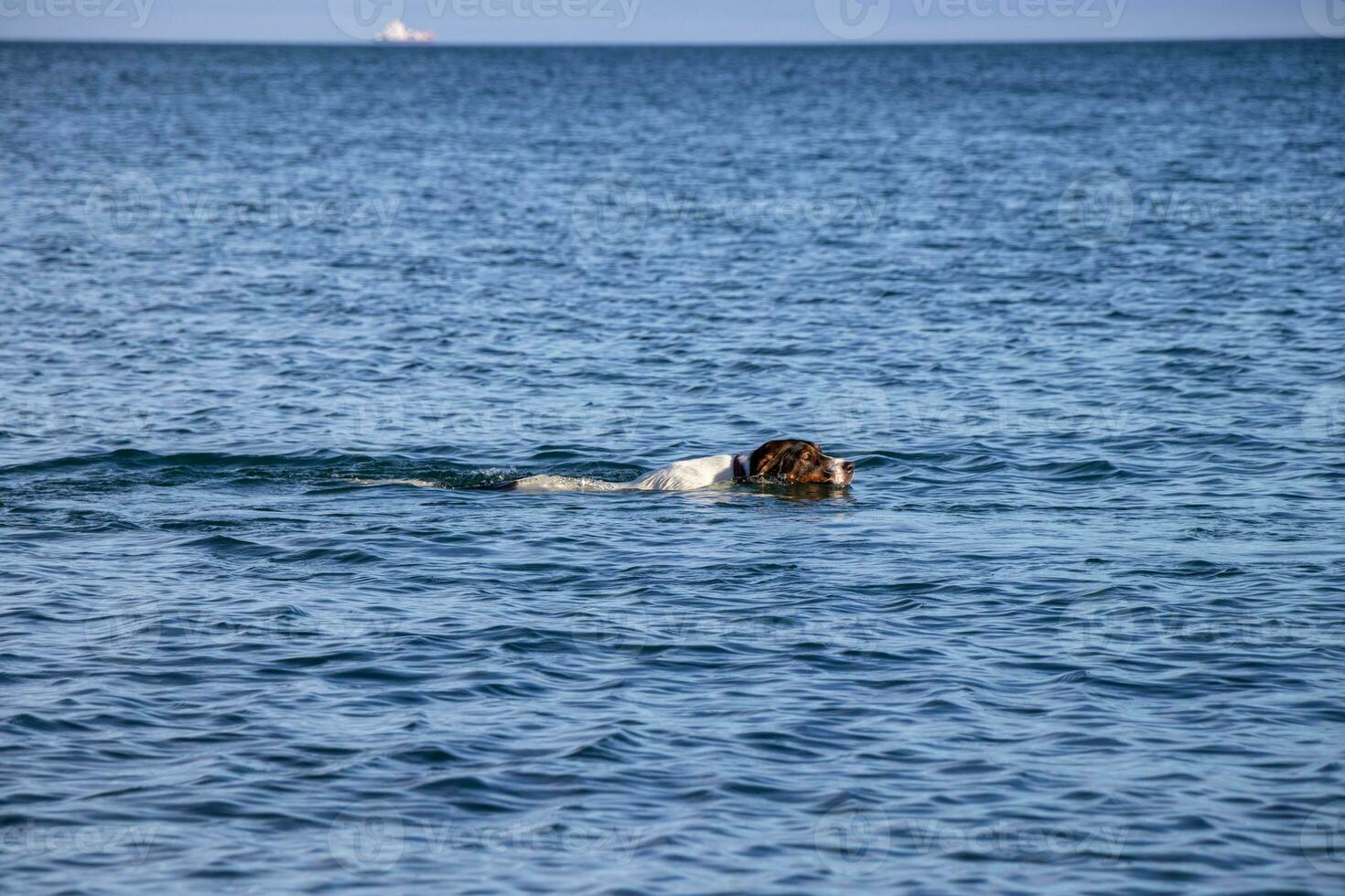 dog swimming in the water photo