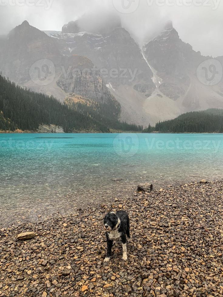 Dog at Moraine Lake on a rainy day photo