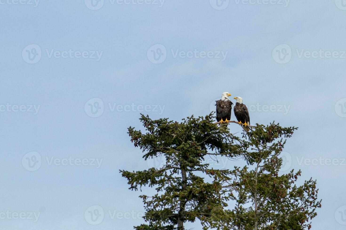 Two bald eagles perched on a tree photo
