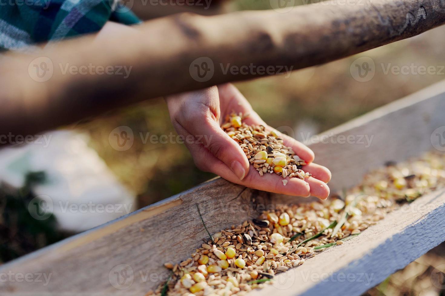 un mujer trabajos en un granja y alimenta su pollos con sano alimento, poniendo joven, orgánico césped y compuesto alimentar dentro su alimentadores por mano a alimentar ellos foto