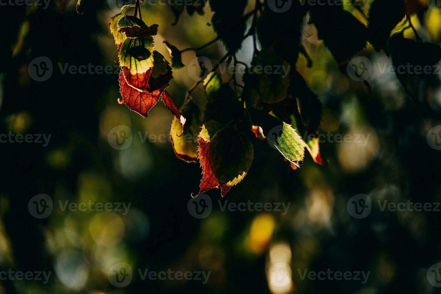 autumn gold brown leaves on a tree on a sunny day with bokeh photo