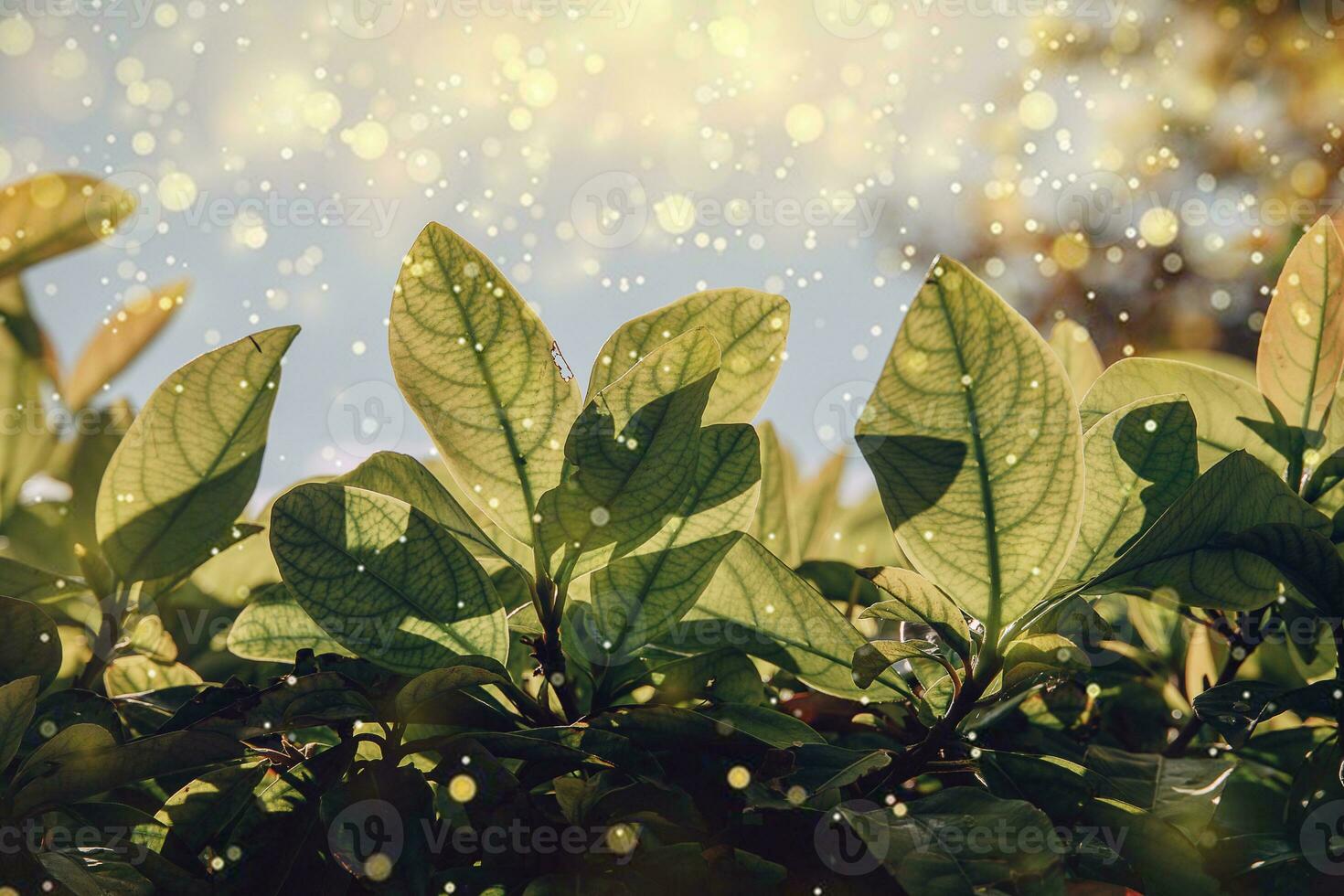 green leaves of a tree in close-up in the warm rays of the sun natural background photo
