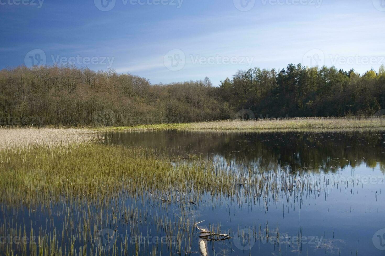 primavera paisaje con agua y arboles en un calentar soleado día foto